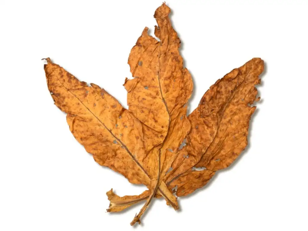 Flue Cured Tobacco