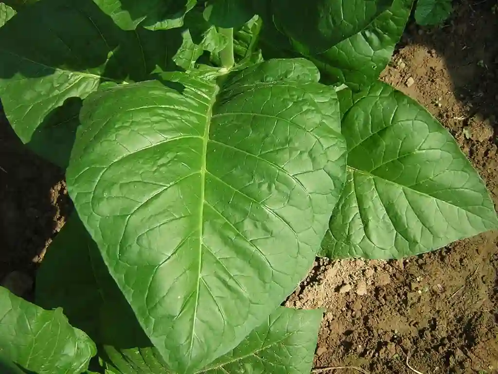 Flue Cured Tobacco