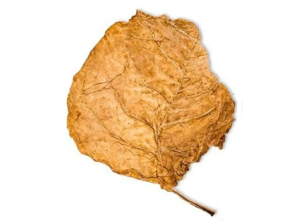 Flue Cured Tobacco